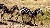 TANZANIA - Serengeti National Park - 070